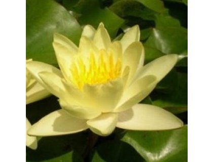 Leknín žlutý - Nymphaea Yellow Sensation