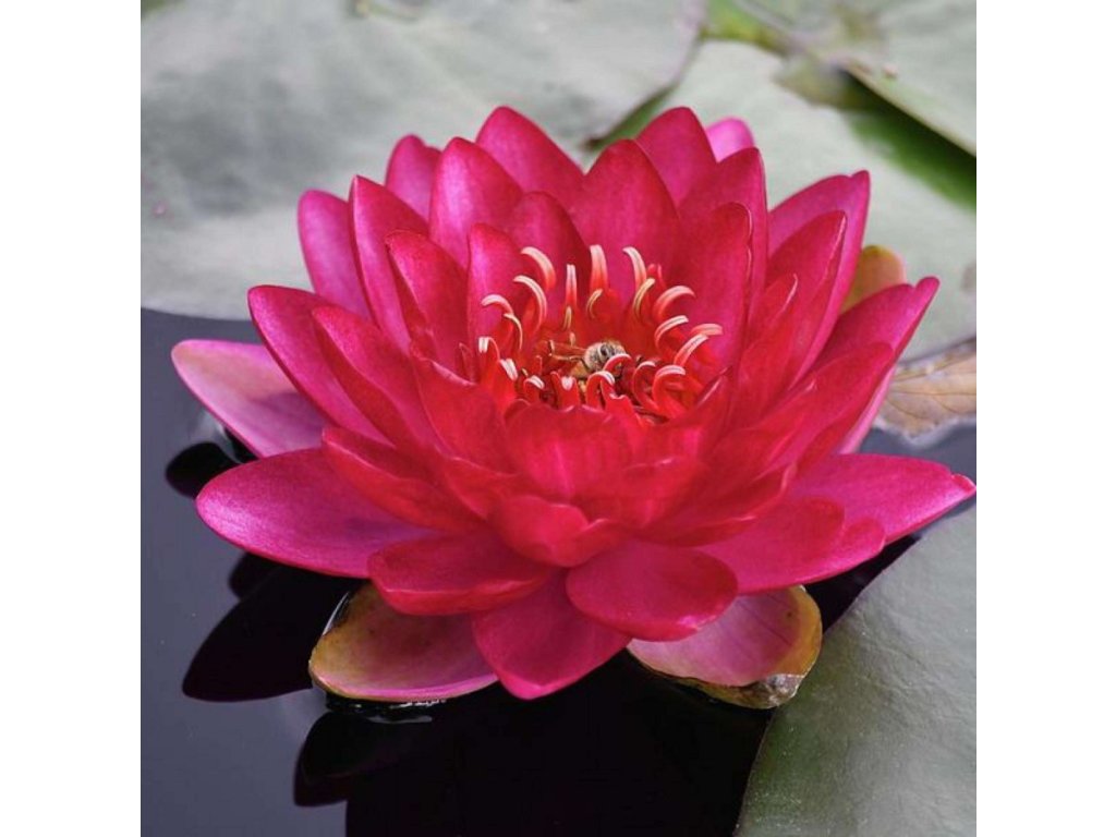 Leknín růž.-červený - Nymphaea Burgundy princess