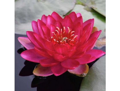 Leknín růž.-červený - Nymphaea Burgundy princess