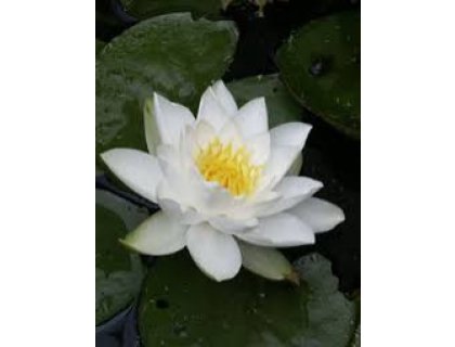 Leknín bílý - Nymphaea Gladstoniana