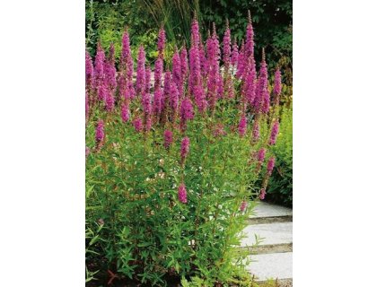 Kyprej vrbice - Lythrum salicaria