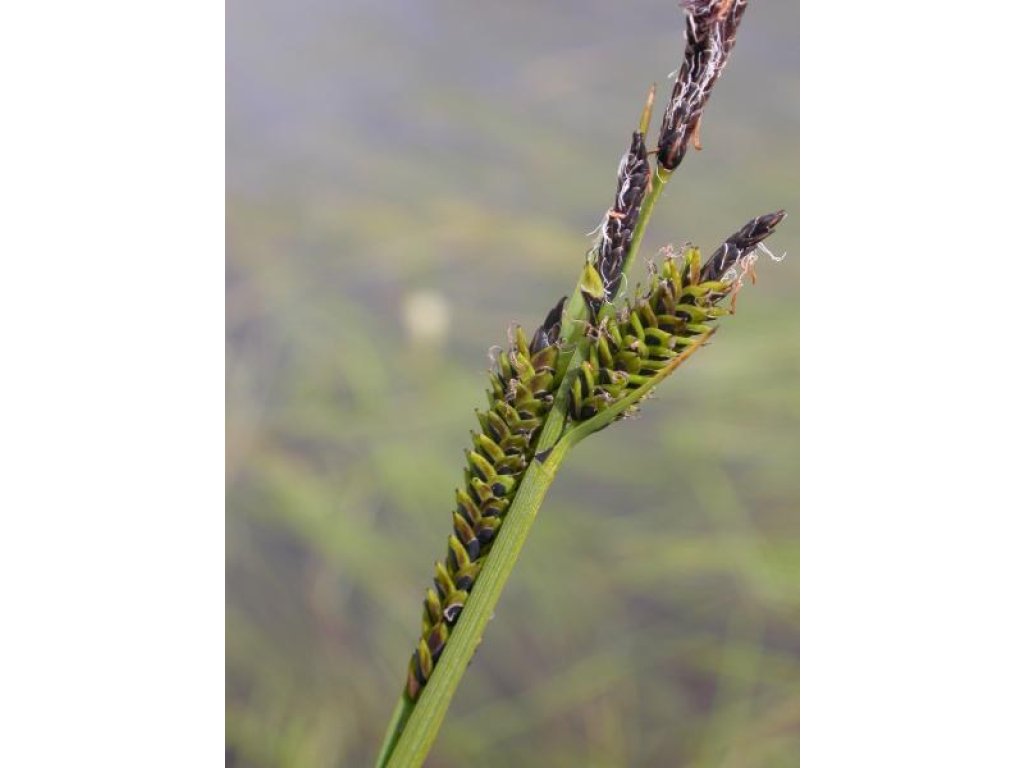Ostřice obecná - Carex nigra