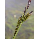Ostřice obecná - Carex nigra