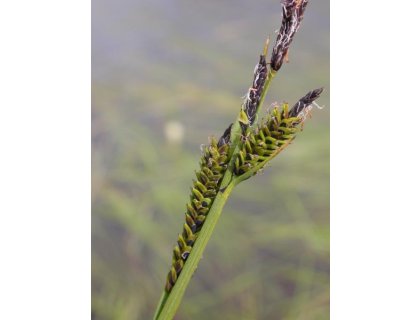 Ostřice obecná - Carex nigra