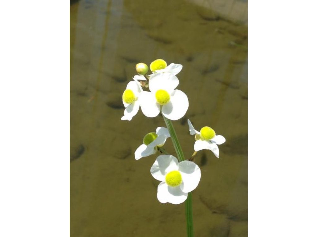 Šípatka širokolistá - Sagittaria latifolia