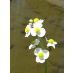 Šípatka širokolistá - Sagittaria latifolia