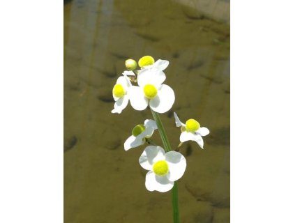 Šípatka širokolistá - Sagittaria latifolia