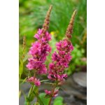 Kyprej vrbice - Lythrum salicaria