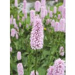 Rdesno hadí kořen (hadí kořen větší) - Persicaria bistorta