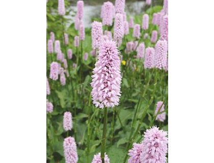 Rdesno hadí kořen (hadí kořen větší) - Persicaria bistorta