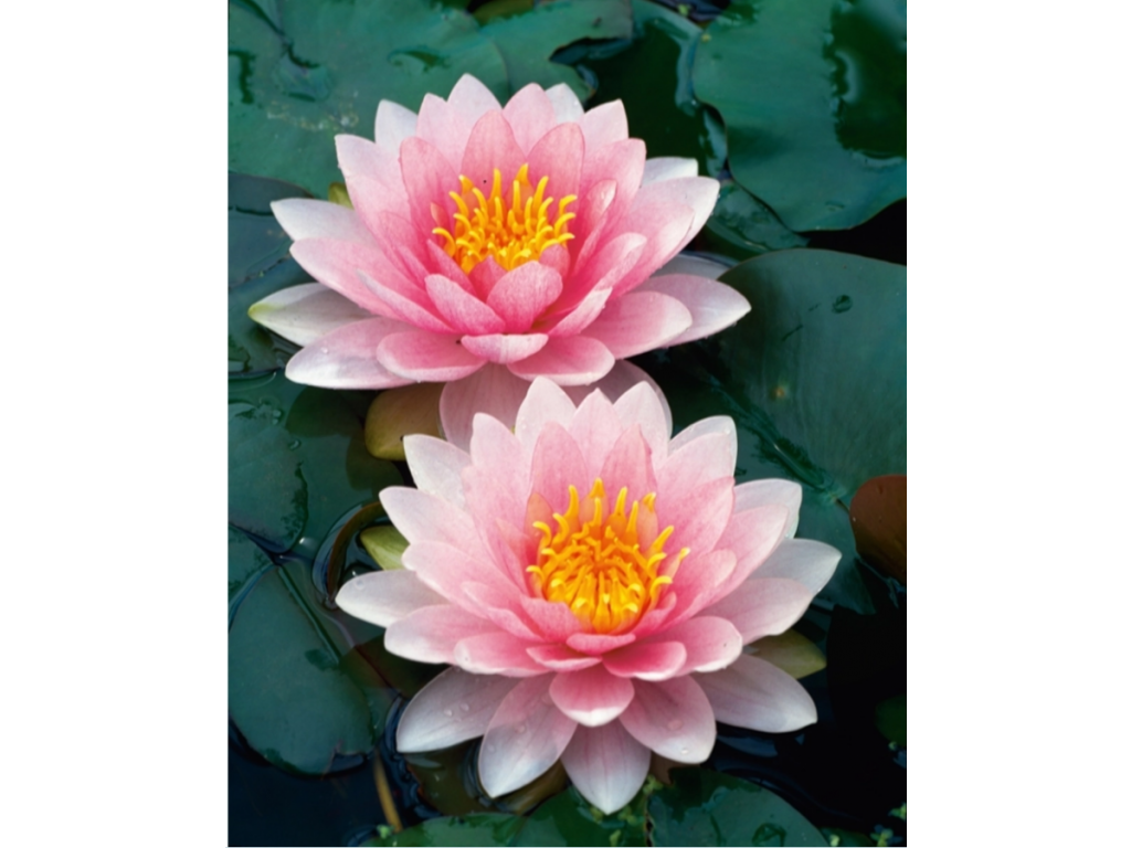 Leknín růžový - Nymphaea Holandia