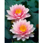 Leknín růžový - Nymphaea Holandia