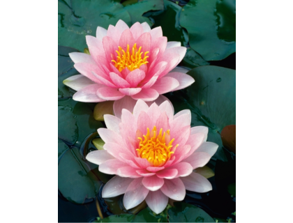 Leknín růžový - Nymphaea Holandia