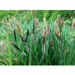 Ostřice obecná - Carex nigra