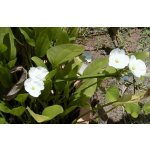 Šípatka širokolistá - Sagittaria latifolia