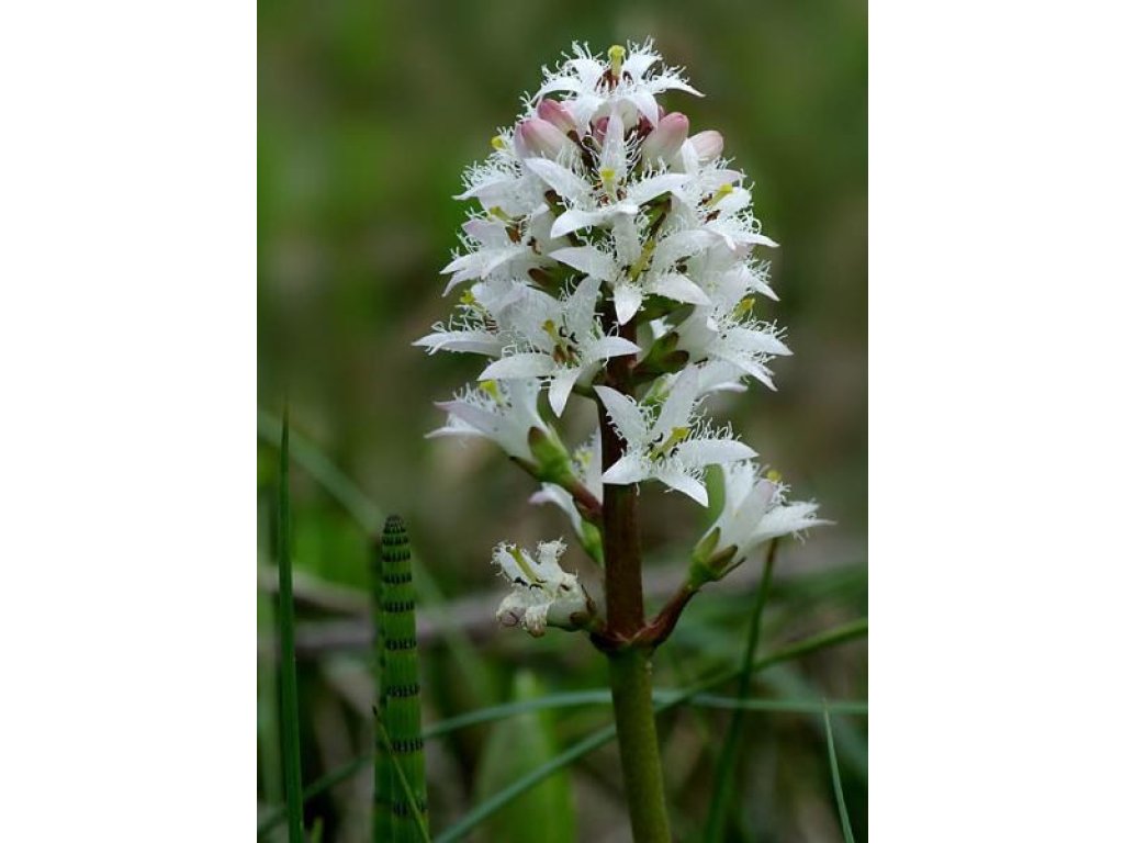 Vachta trojlistá - Menyanthes trifoliata