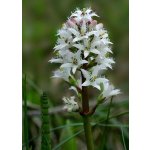 Vachta trojlistá - Menyanthes trifoliata