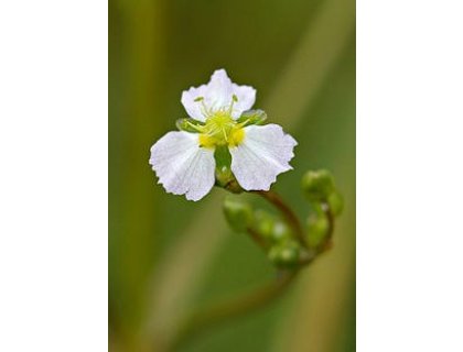 Žabník kopinatý - Alisma plantago-aquatica