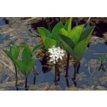 Vachta trojlistá - Menyanthes trifoliata