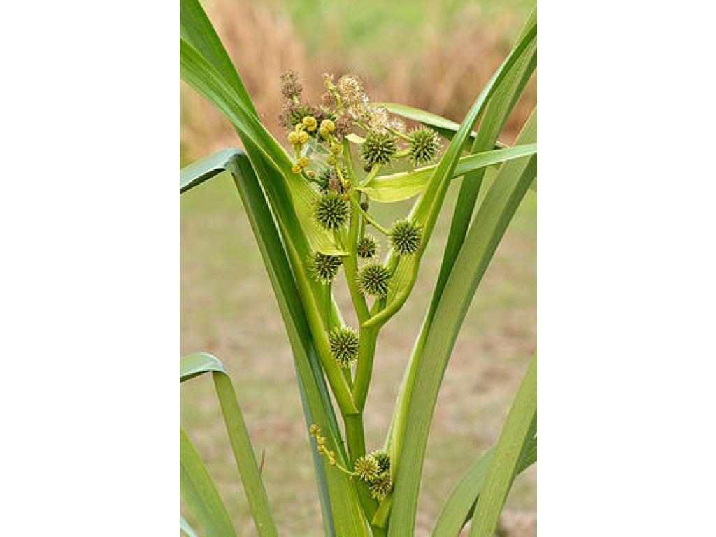 Zevar vzpřímený - Sparganium erectum
