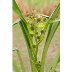 Zevar vzpřímený - Sparganium erectum