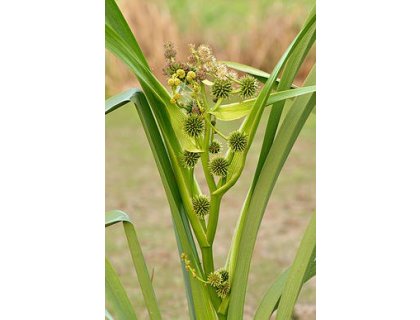 Zevar vzpřímený - Sparganium erectum