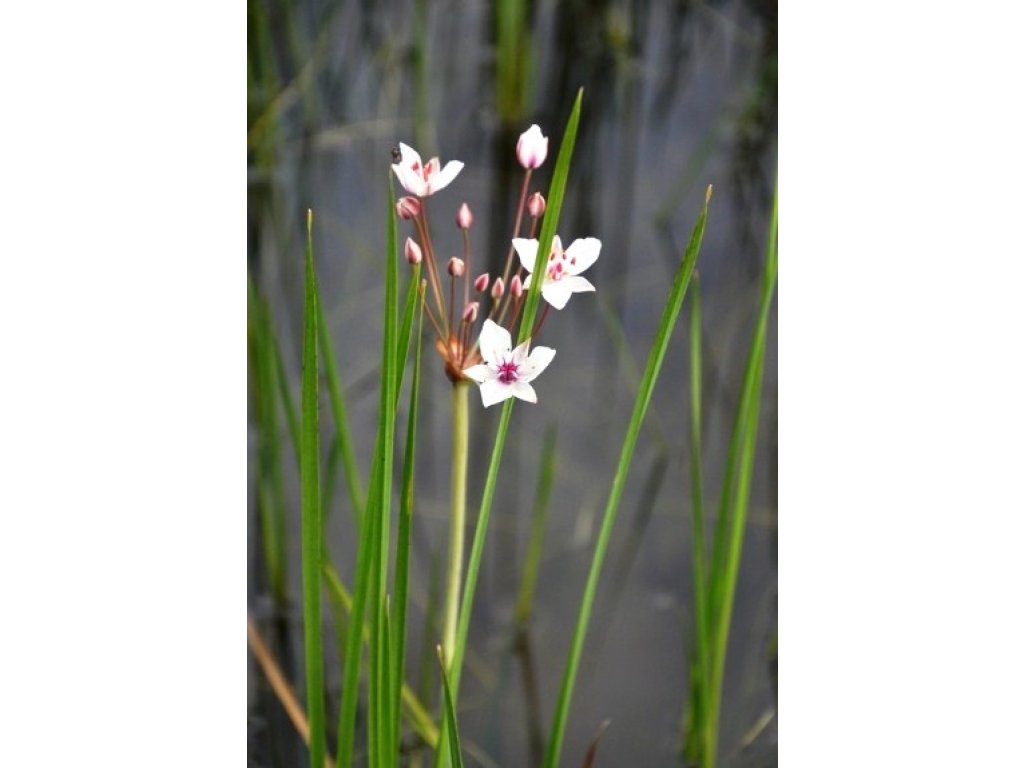 Šmel okoličnatý - Butomus umbellatus
