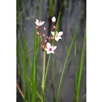 Šmel okoličnatý - Butomus umbellatus