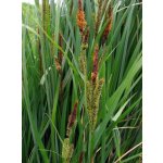 Ostřice ostrá - Carex acutiformis