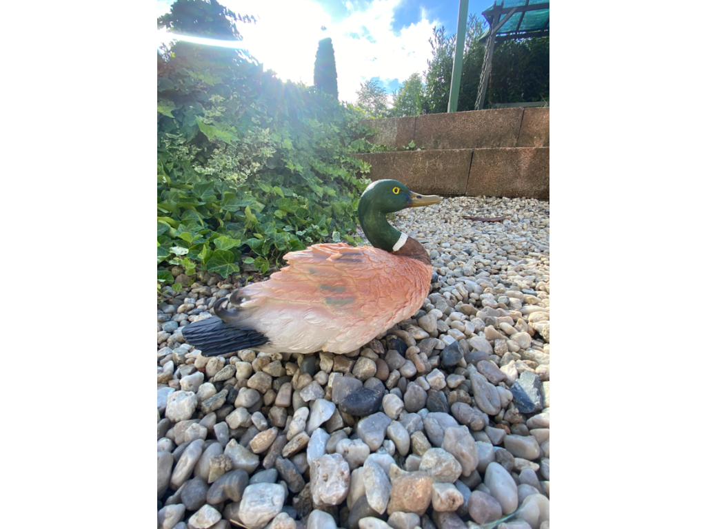 Kačer divoký (polyresin)