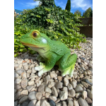 Žába střední (polyston)