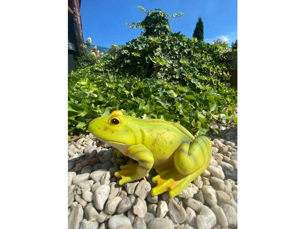 Žába zelená a žlutá střední (polyston)