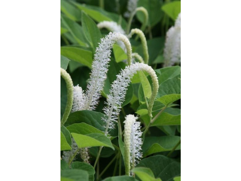 Ještěrkovec nící - Saururus cernuus