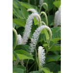 Ještěrkovec nící - Saururus cernuus