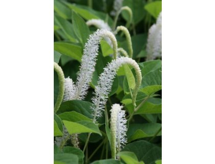 Ještěrkovec nící - Saururus cernuus