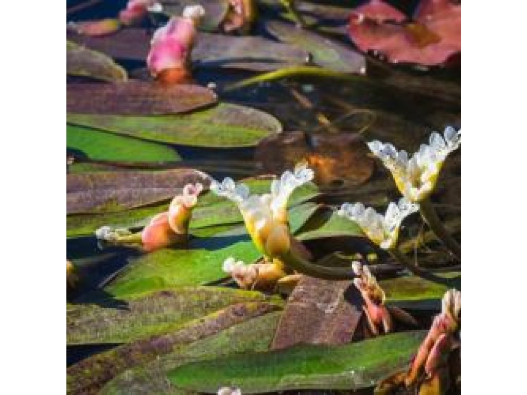 Kalatka dvouklasá - Aponogeton distachyos