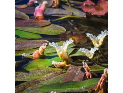 Kalatka dvouklasá - Aponogeton distachyos