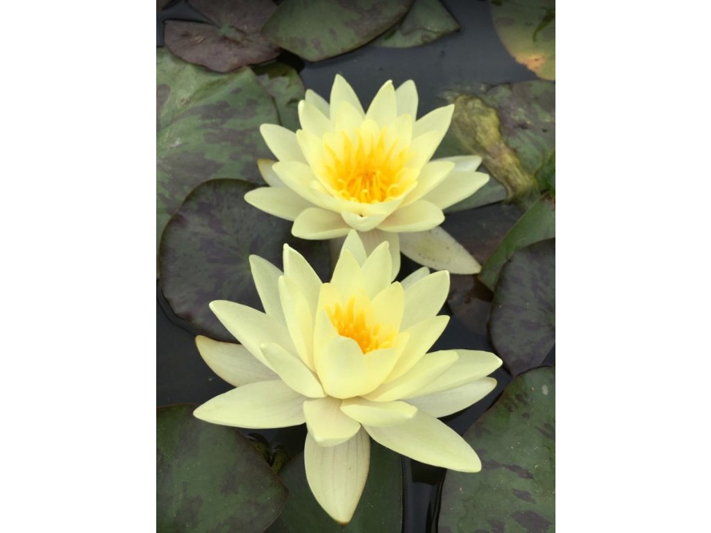 Leknín žlutý - Nymphaea Marliacea Chromatella