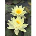 Leknín žlutý - Nymphaea Marliacea Chromatella