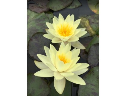 Leknín žlutý - Nymphaea Marliacea Chromatella