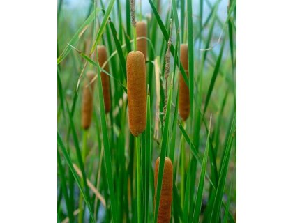 Orobinec úzkolistý - Typha angustifolia