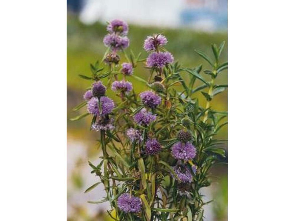 Preslie parožnatá - Preslia cervina