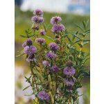 Preslie parožnatá - Preslia cervina