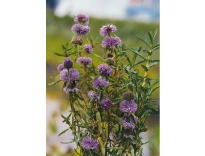 Preslie parožnatá - Preslia cervina