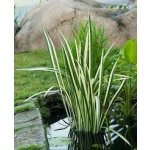 Puškvorec obecný Variegatus - Acorus calamus Variegatus