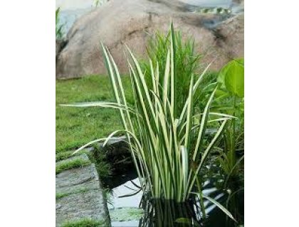 Puškvorec obecný Variegatus - Acorus calamus Variegatus