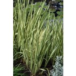 Puškvorec obecný Variegatus - Acorus calamus Variegatus