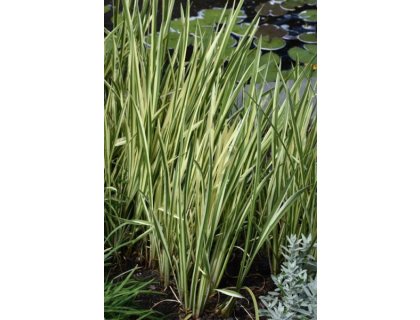 Puškvorec obecný Variegatus - Acorus calamus Variegatus
