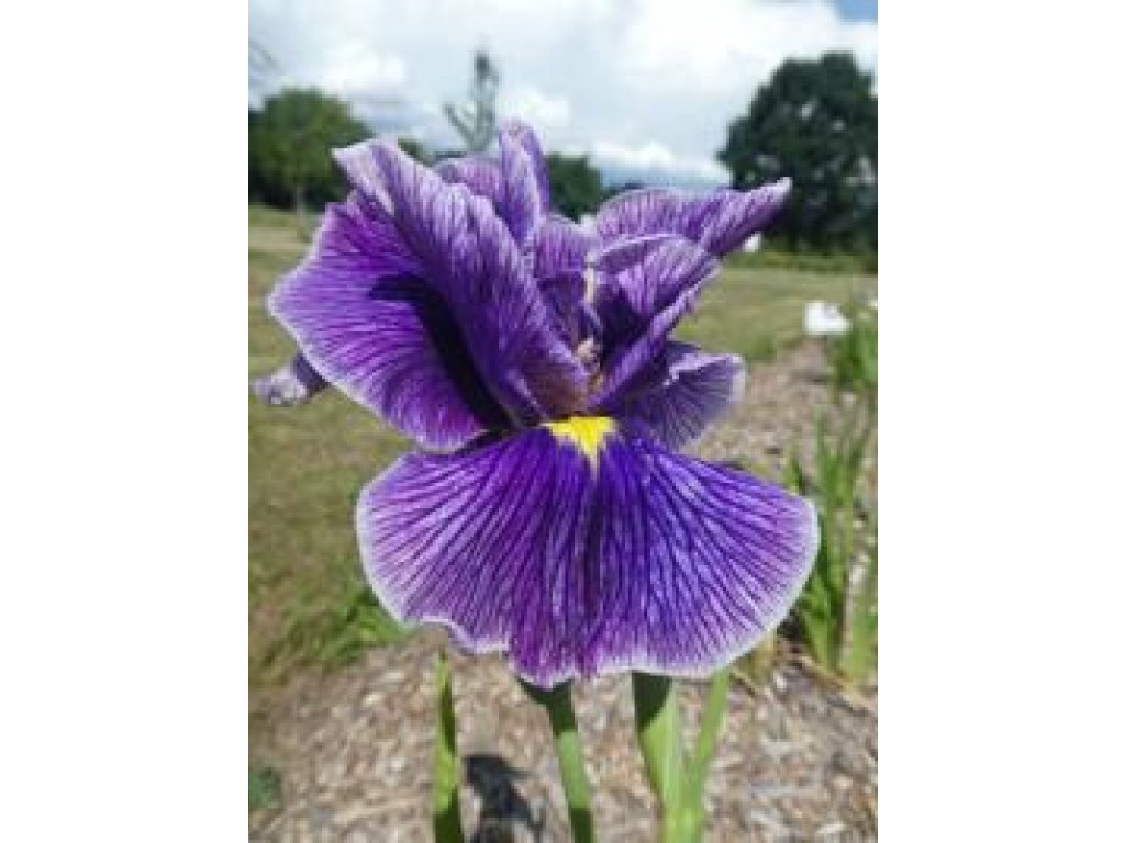 Kosatec fialový - Iris kaempferi utamaro