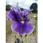 Kosatec fialový - Iris kaempferi utamaro